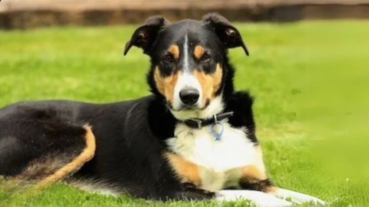New Zealand Heading Dog Dog photo