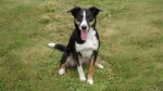 New Zealand Heading Dog Dog photo