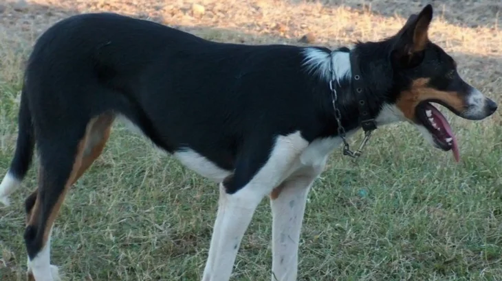 New Zealand Heading Dog Dog photo