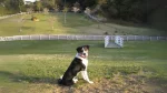 New Zealand Heading Dog Dog photo