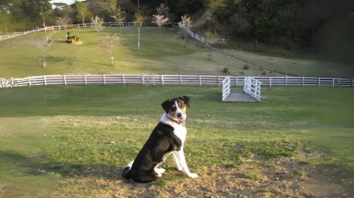 New Zealand Heading Dog Dog photo