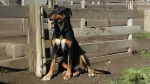 New Zealand Huntaway Dog photo