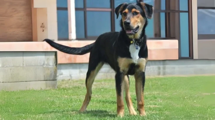 New Zealand Huntaway Dog photo
