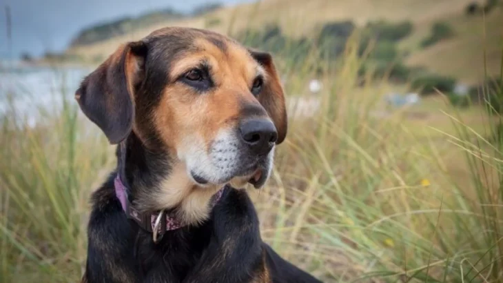New Zealand Huntaway Dog photo