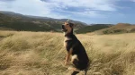 New Zealand Huntaway Dog photo
