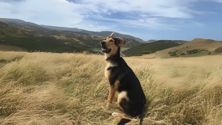 New Zealand Huntaway Dog photo