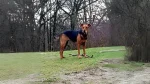 New Zealand Huntaway Dog photo
