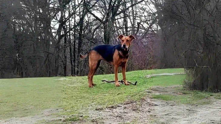 New Zealand Huntaway Dog photo