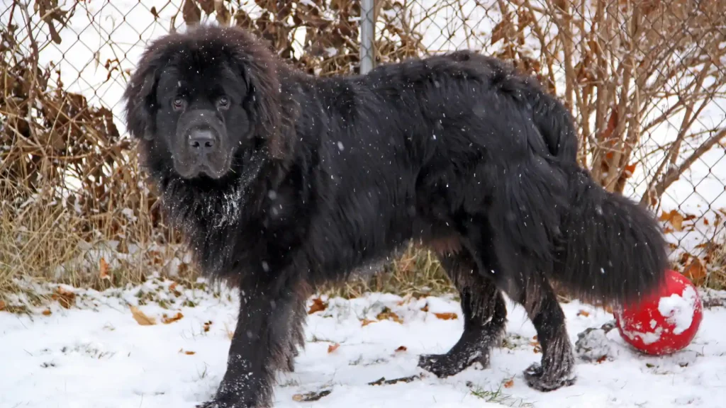 Terranova Dog photo