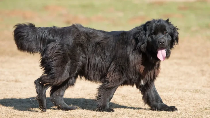 Terranova Dog photo