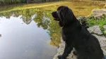 Terranova Dog photo