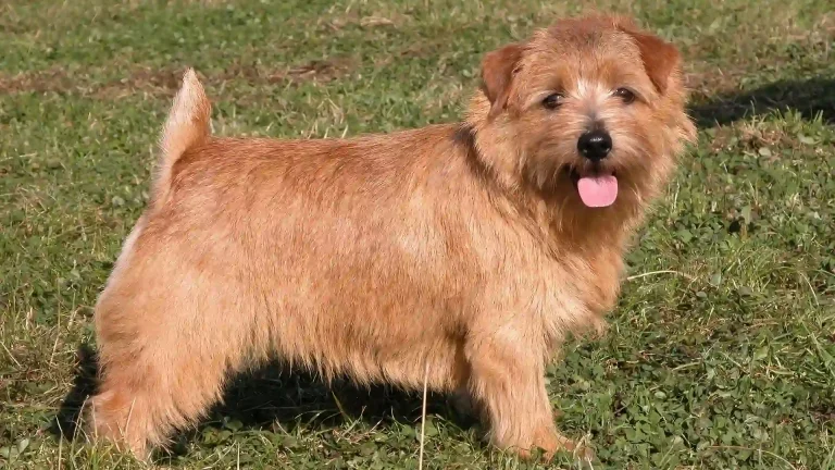 Norfolk Terrier Dog photo