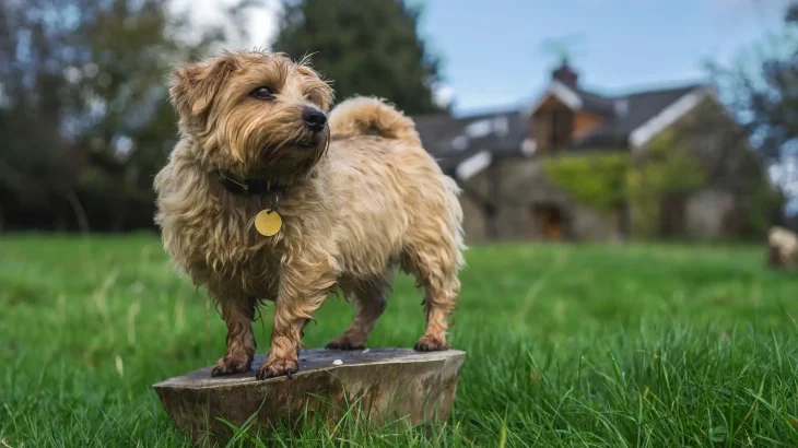 Norfolk Terrier Dog photo