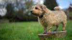 Norfolk Terrier Dog photo