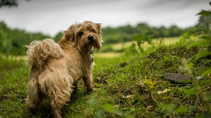Norfolk Terrier Dog photo