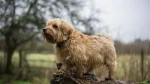 Norfolk Terrier Dog photo