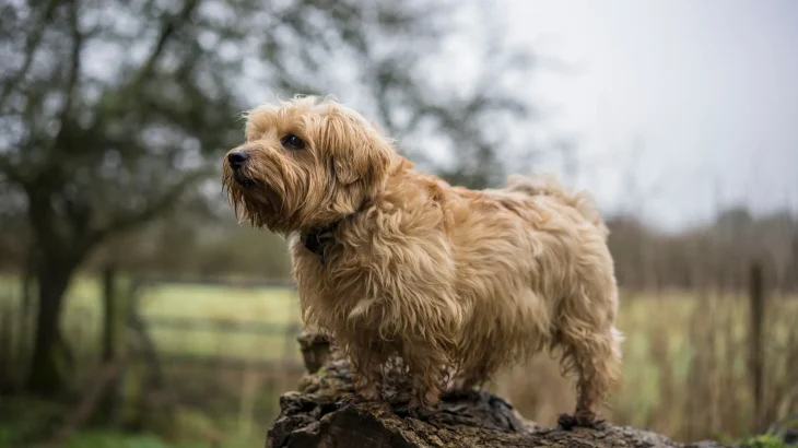 Norfolk Terrier Dog photo