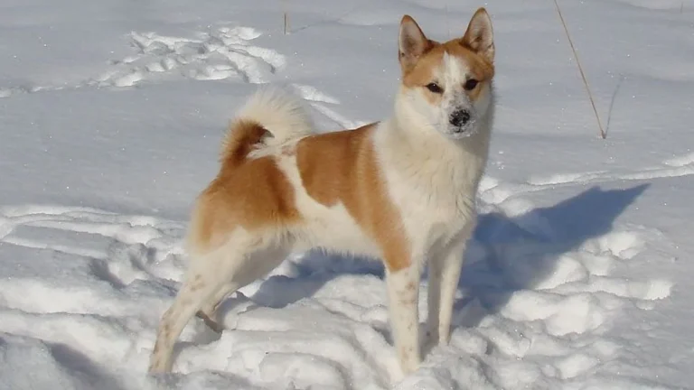 Norrbottenspets Dog photo