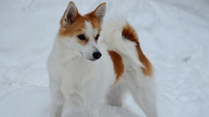 Norrbottenspets Dog photo