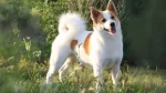 Norrbottenspets Dog photo