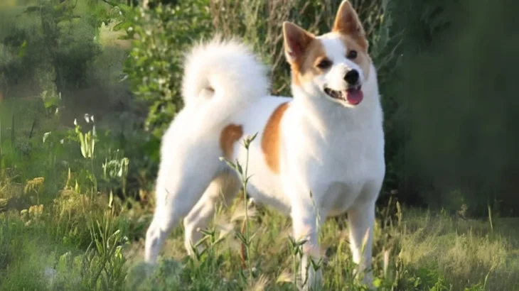 Norrbottenspets Dog photo