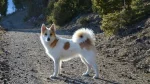 Norrbottenspets Dog photo