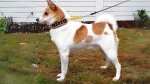 Norrbottenspets Dog photo