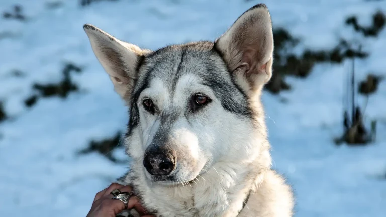 Northern Inuit Dog Dog photo