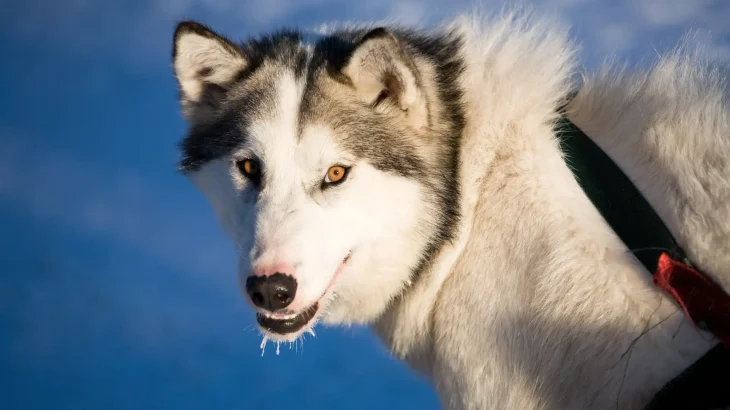 Northern Inuit Dog Dog photo