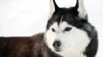 Northern Inuit Dog Dog photo
