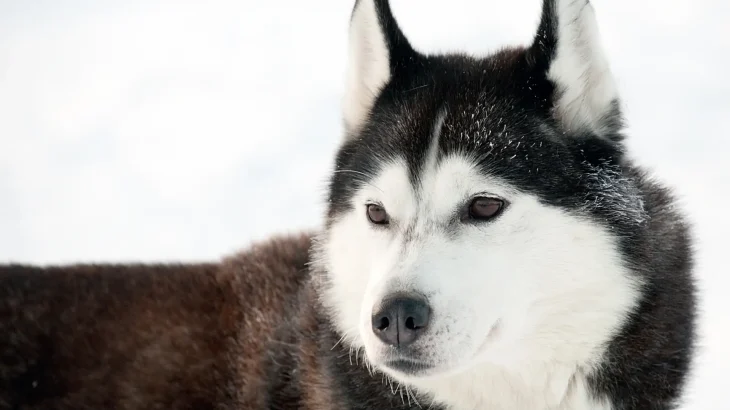 Northern Inuit Dog Dog photo