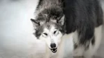 Northern Inuit Dog Dog photo