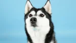 Northern Inuit Dog Dog photo