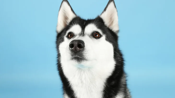 Northern Inuit Dog Dog photo