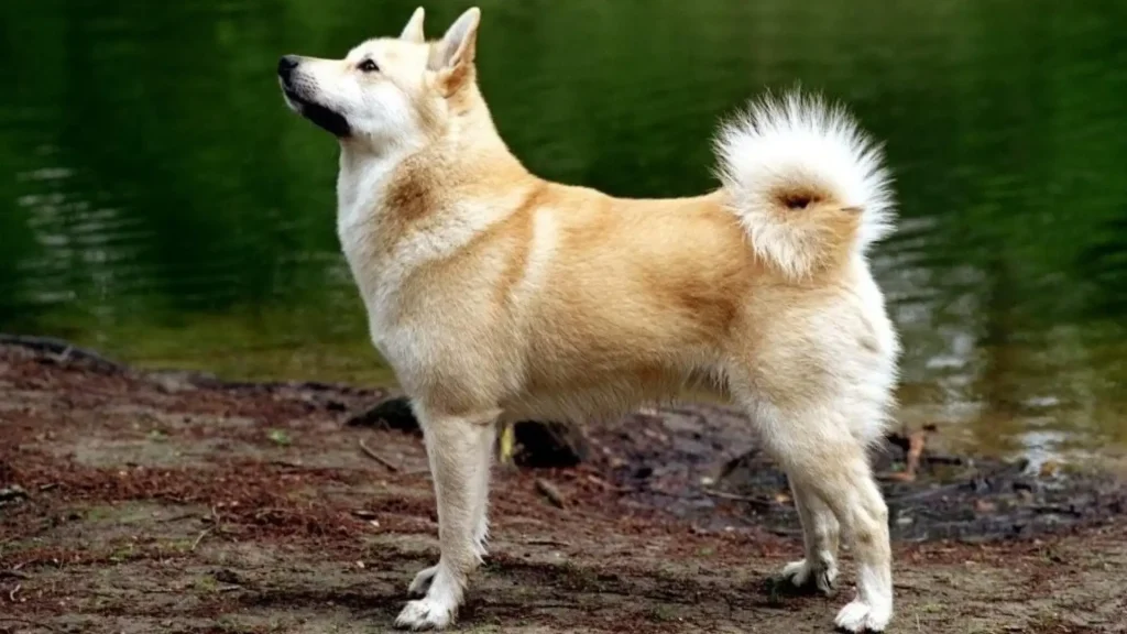 Norwegian Buhund Dog photo