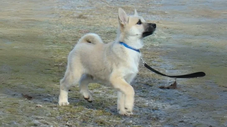 Norwegian Buhund Dog photo
