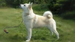 Norwegian Buhund Dog photo