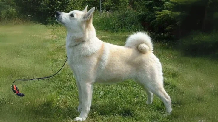 Norwegian Buhund Dog photo