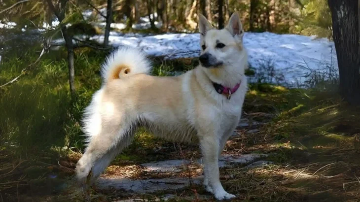 Norwegian Buhund Dog photo