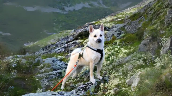Norwegian Buhund Dog photo