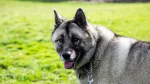 Norwegian Elkhound Dog photo