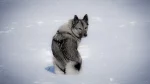 Norwegian Elkhound Dog photo