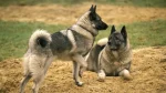 Norwegian Elkhound Dog photo