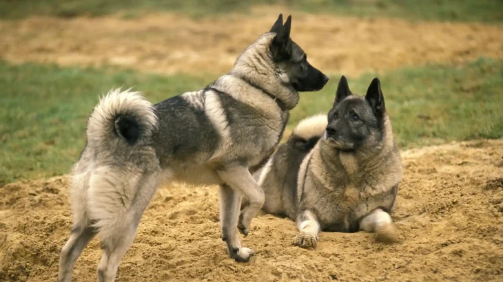Norwegian Elkhound Dog photo