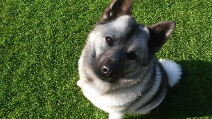 Norwegian Elkhound Dog photo