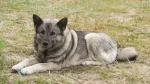 Norwegian Elkhound Dog photo