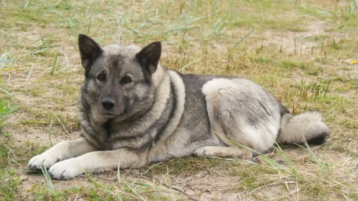 Norwegian Elkhound Dog photo