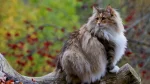 Norwegian Forest Cat Cat photo