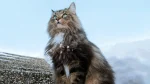 Norwegian Forest Cat Cat photo