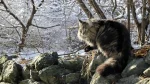Norwegian Forest Cat Cat photo